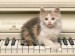 Kočička na klavíře